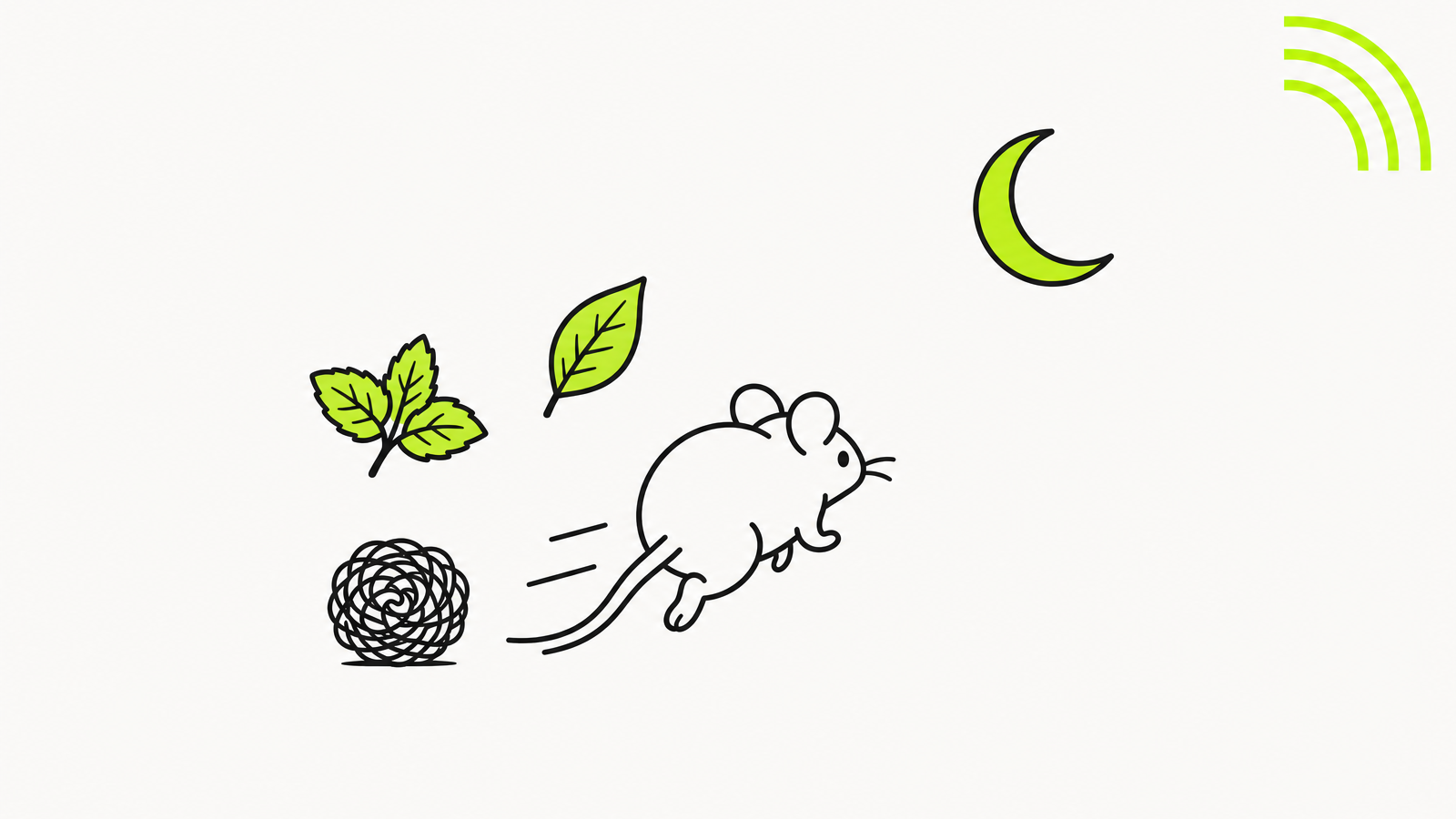 Une souris qui s eloigne, le soir