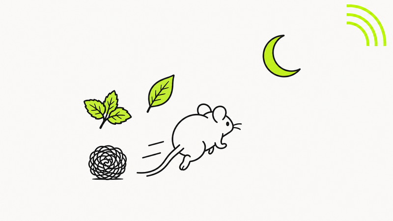 Une souris qui s eloigne, le soir